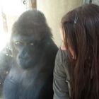 Gorilla in Love