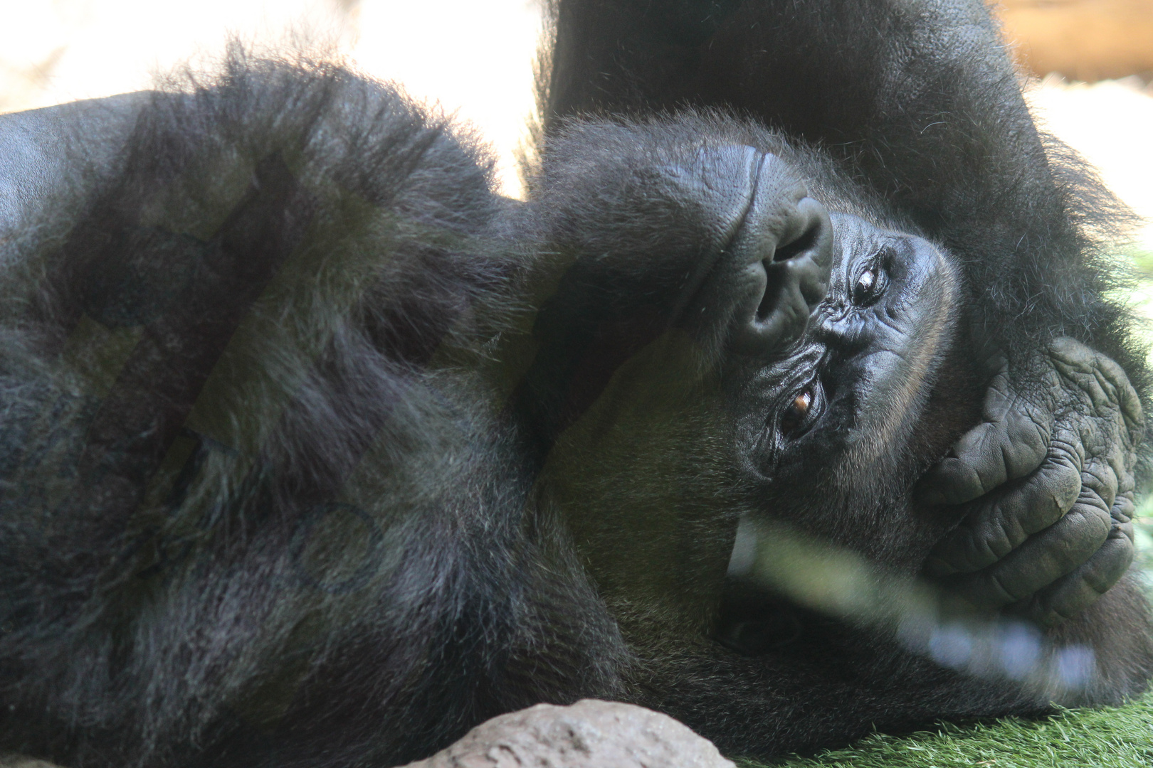 Gorilla in Pose