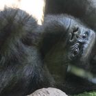 Gorilla in Pose