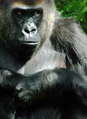 Gorilla in seiner (neuen) Heimat