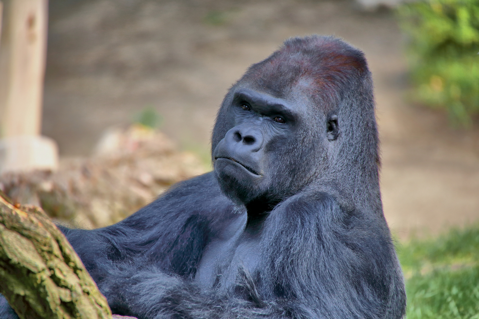 Gorilla Ivo - Zoologischer Garten Berlin