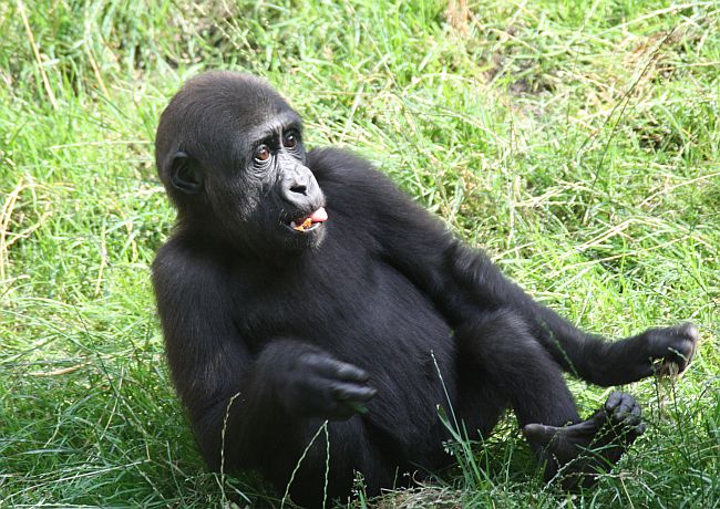 Gorilla Junges im Duisburger Zoo