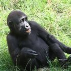 Gorilla Junges im Duisburger Zoo