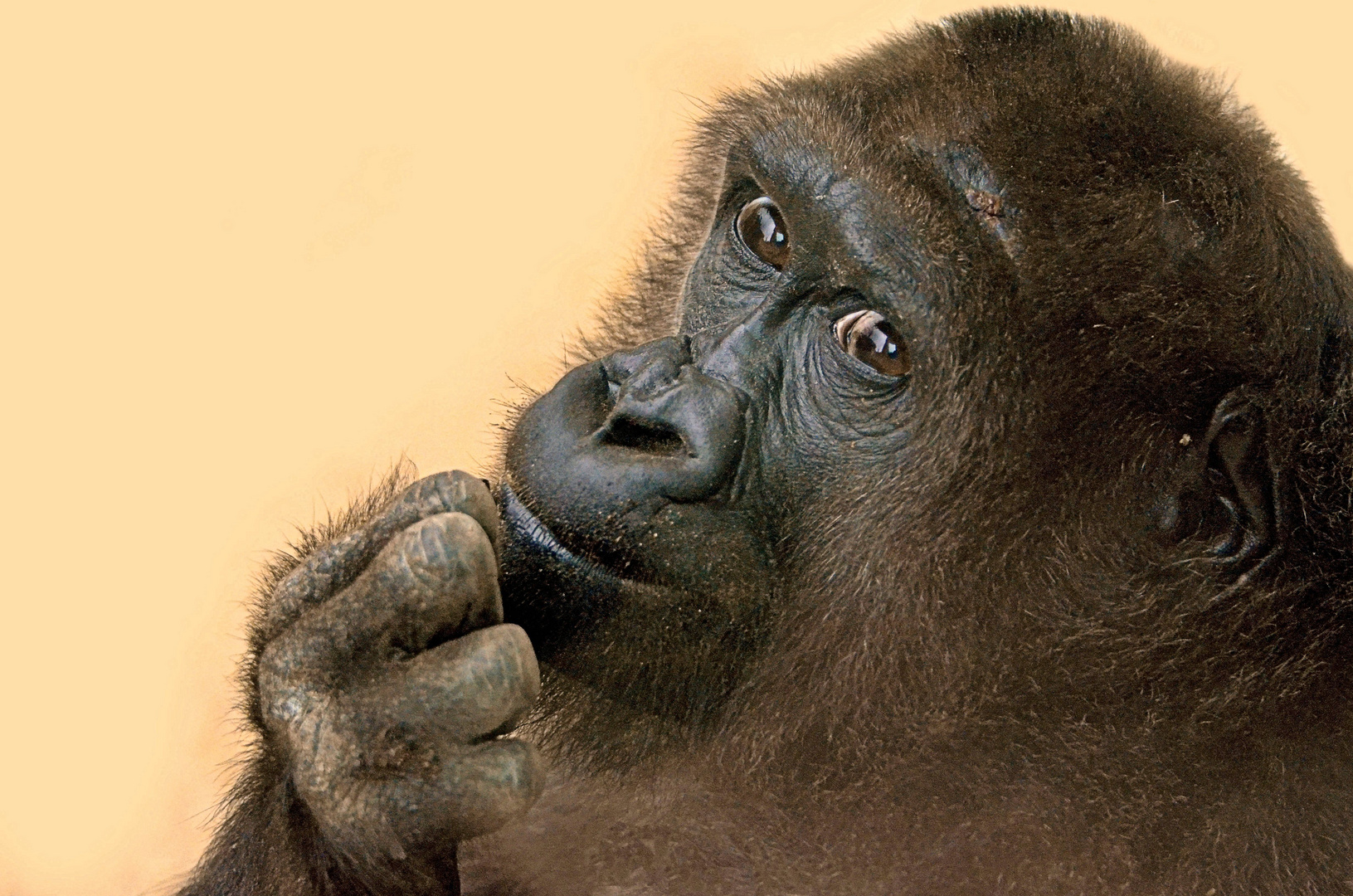 Gorilla KIKI - Heidelberger Zoo