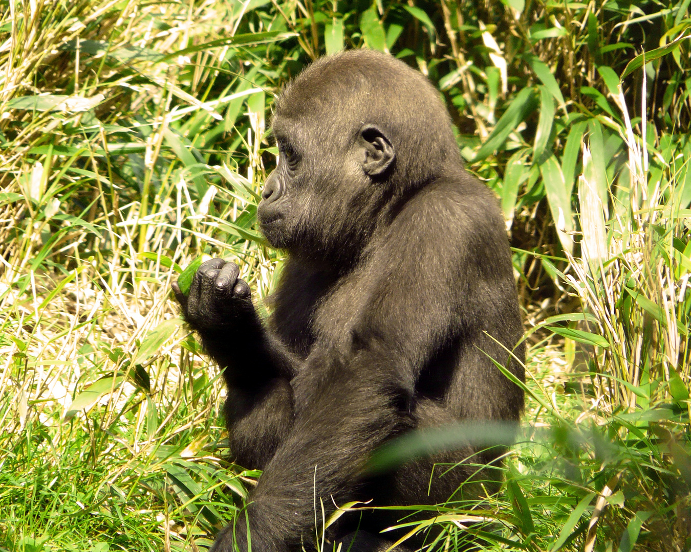 ..::Gorilla Kind aus den Zoo Duisburg::..