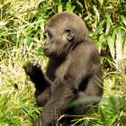 ..::Gorilla Kind aus den Zoo Duisburg::..