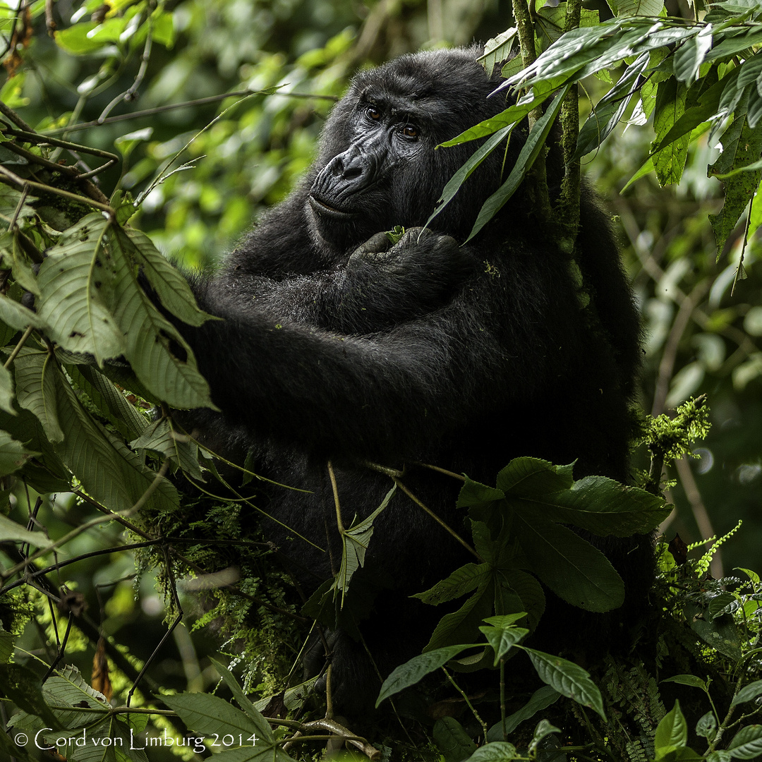 Gorilla Lady in Bwindi National Park