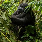 Gorilla Lady in Bwindi National Park