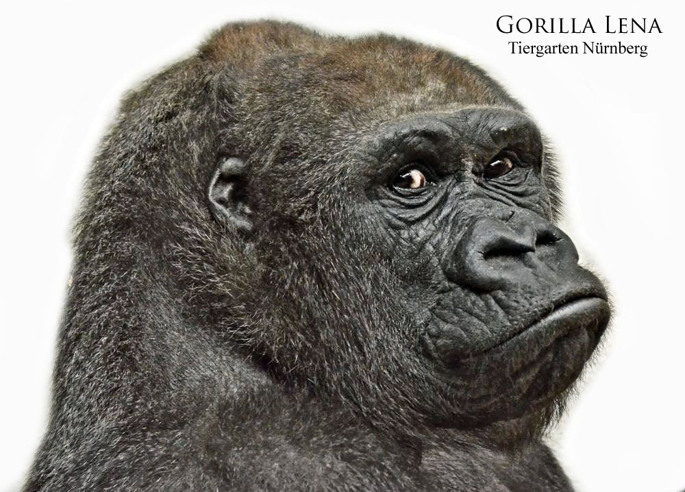 Gorilla LENA