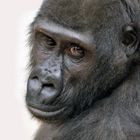 Gorilla LOUNA