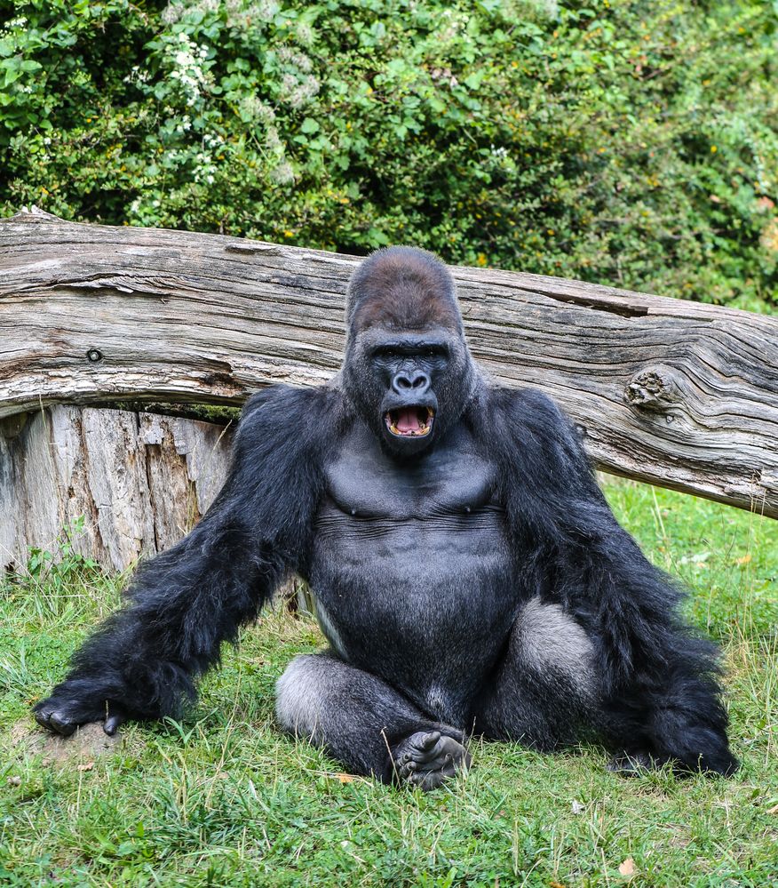 Gorilla Männchen im Zoo Berlin