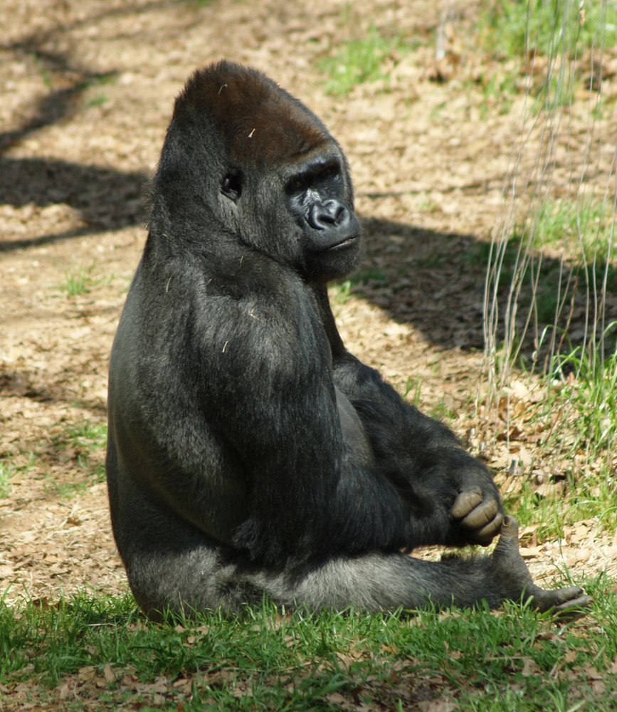 Gorilla-Männchen im Zoo von Atlanta (USA)