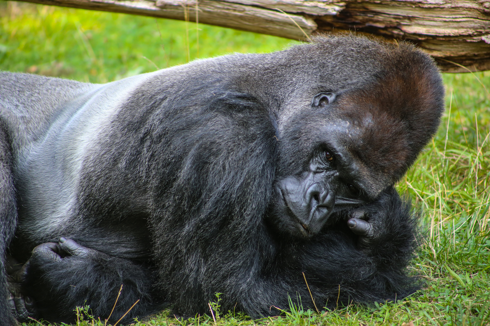 Gorilla Männchen Ivo