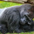 Gorilla Männchen Ivo