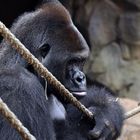 Gorilla - Männchen - Silberrücken im Frankfurter Zoo