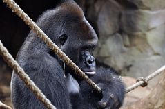 Gorilla - Männchen - Silberrücken im Frankfurter Zoo