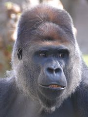 Gorilla, männlich