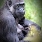 Gorilla-Mama