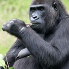 Gorilla-mama