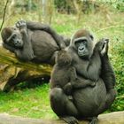 Gorilla-Mama mit Baby