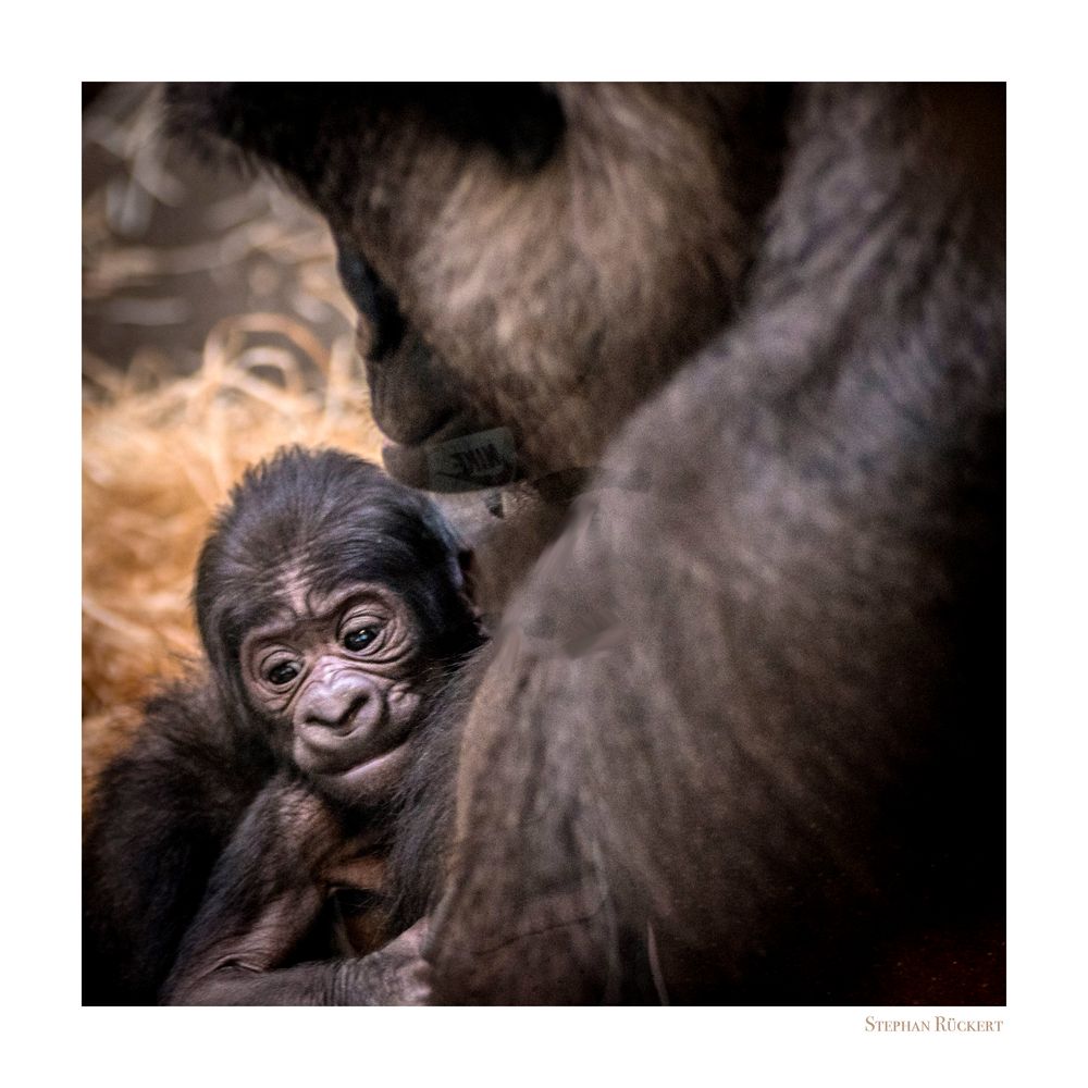 Gorilla Mama mit Kind