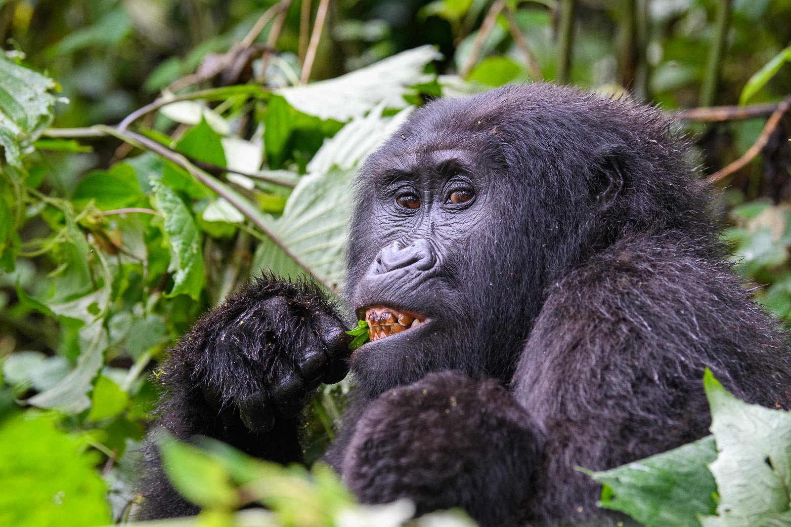 Gorilla-Mama mit Kind beim Essen