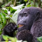 Gorilla-Mama mit Kind beim Essen