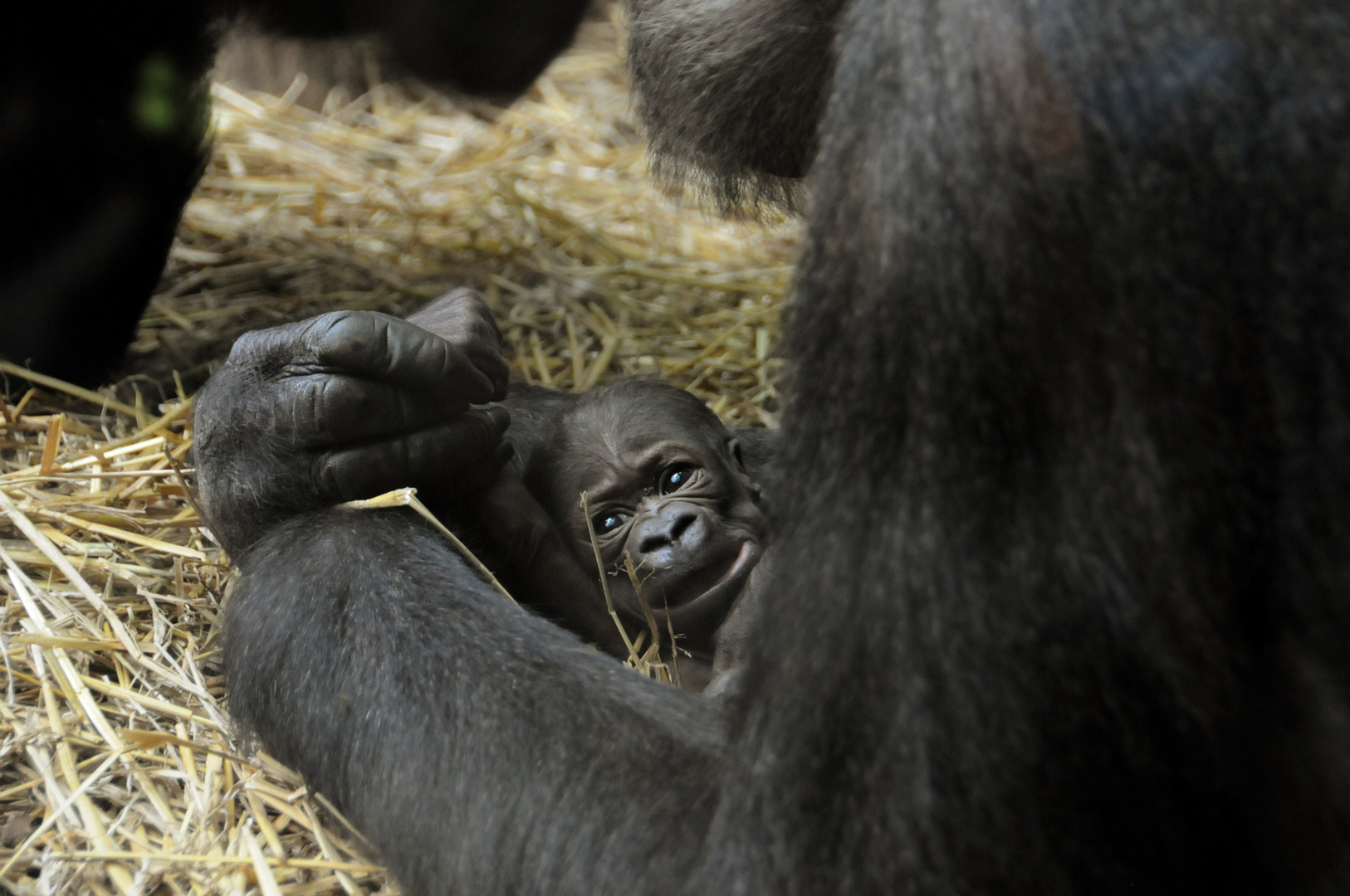 Gorilla Mamitu und ihr Junges