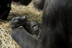 Gorilla Mamitu und ihr Junges