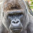 Gorilla (Mapema)