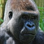 Gorilla MAPEMA