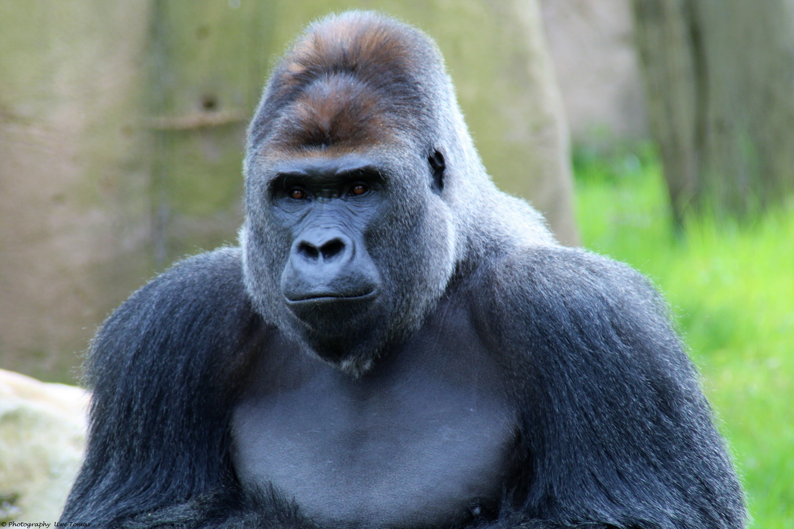 Gorilla "Massa" unser Silberrücken! Foto & Bild tiere, tierdetails