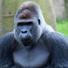 Gorilla "Massa" unser Silberrücken!