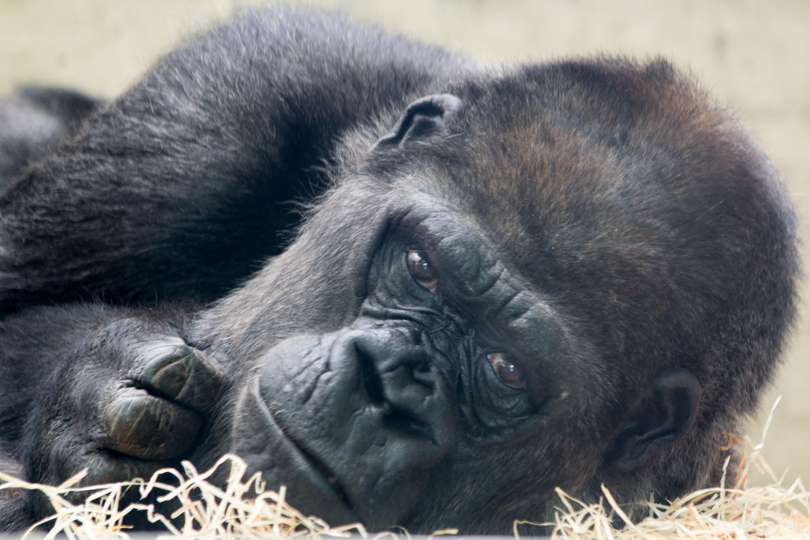 Gorilla, Menschenaffenhaus Wilhelma, Stuttgart