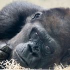 Gorilla, Menschenaffenhaus Wilhelma, Stuttgart