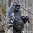 Gorilla mit Baby