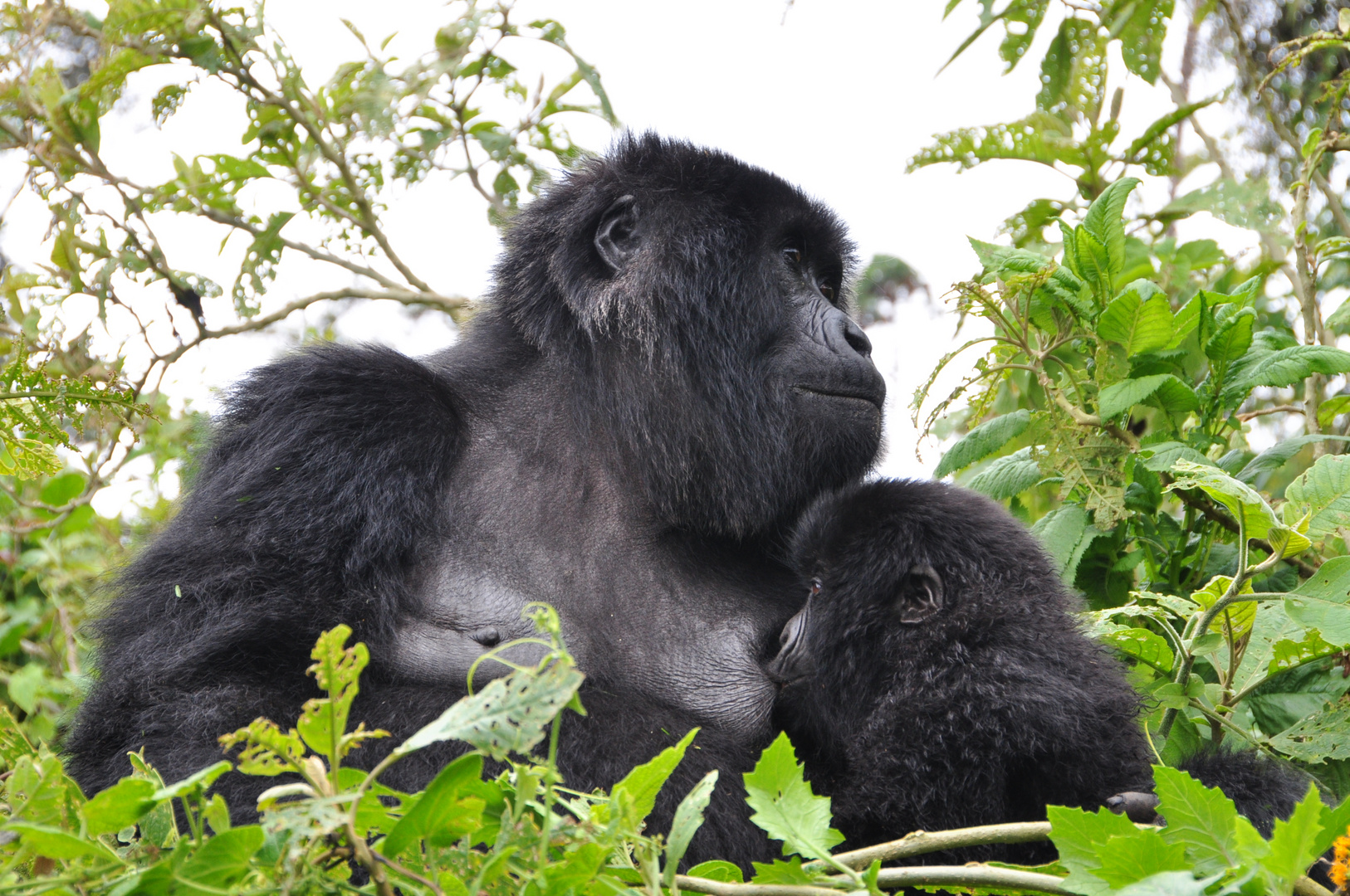 Gorilla mit Baby