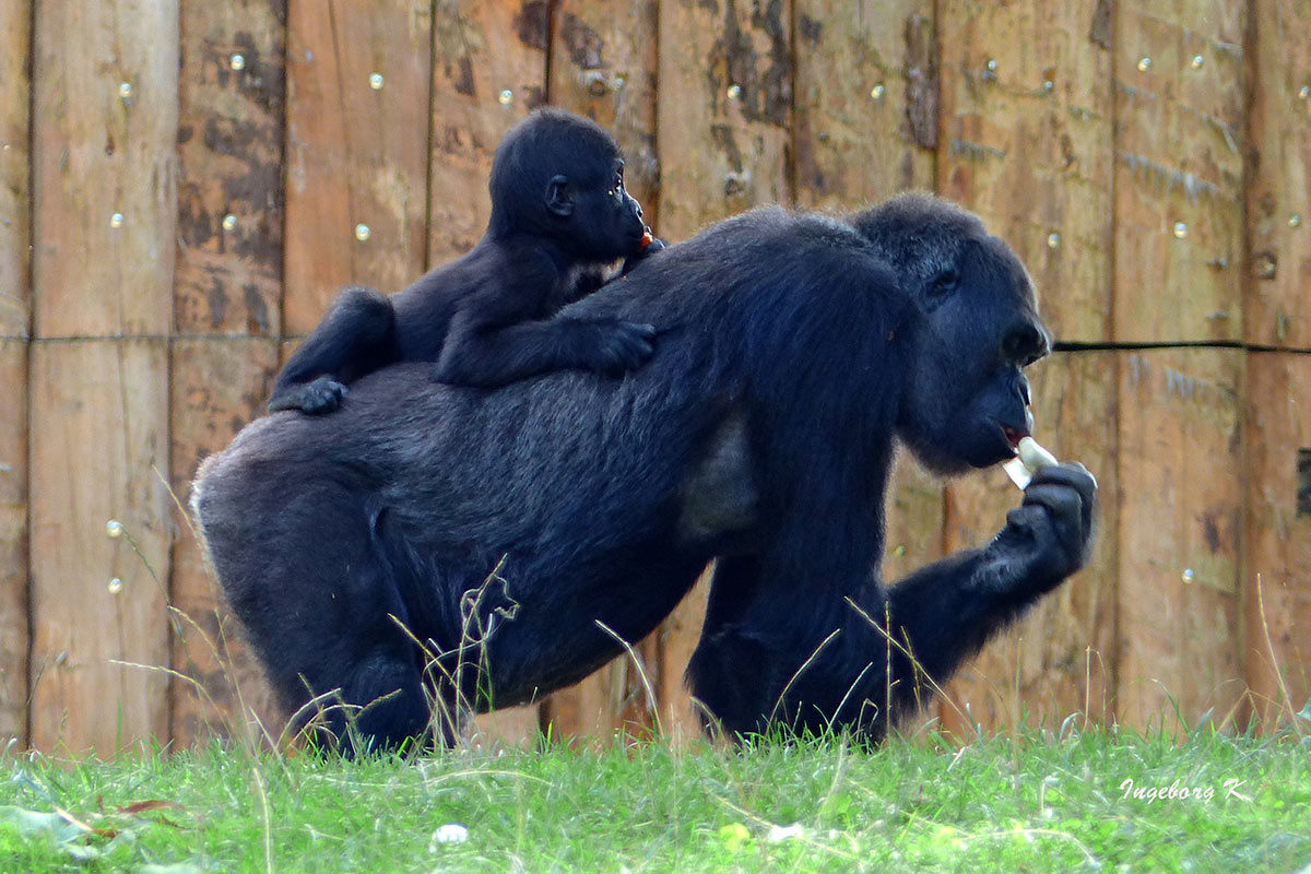Gorilla mit Baby  - Zoo Duisburg