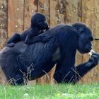 Gorilla mit Baby  - Zoo Duisburg