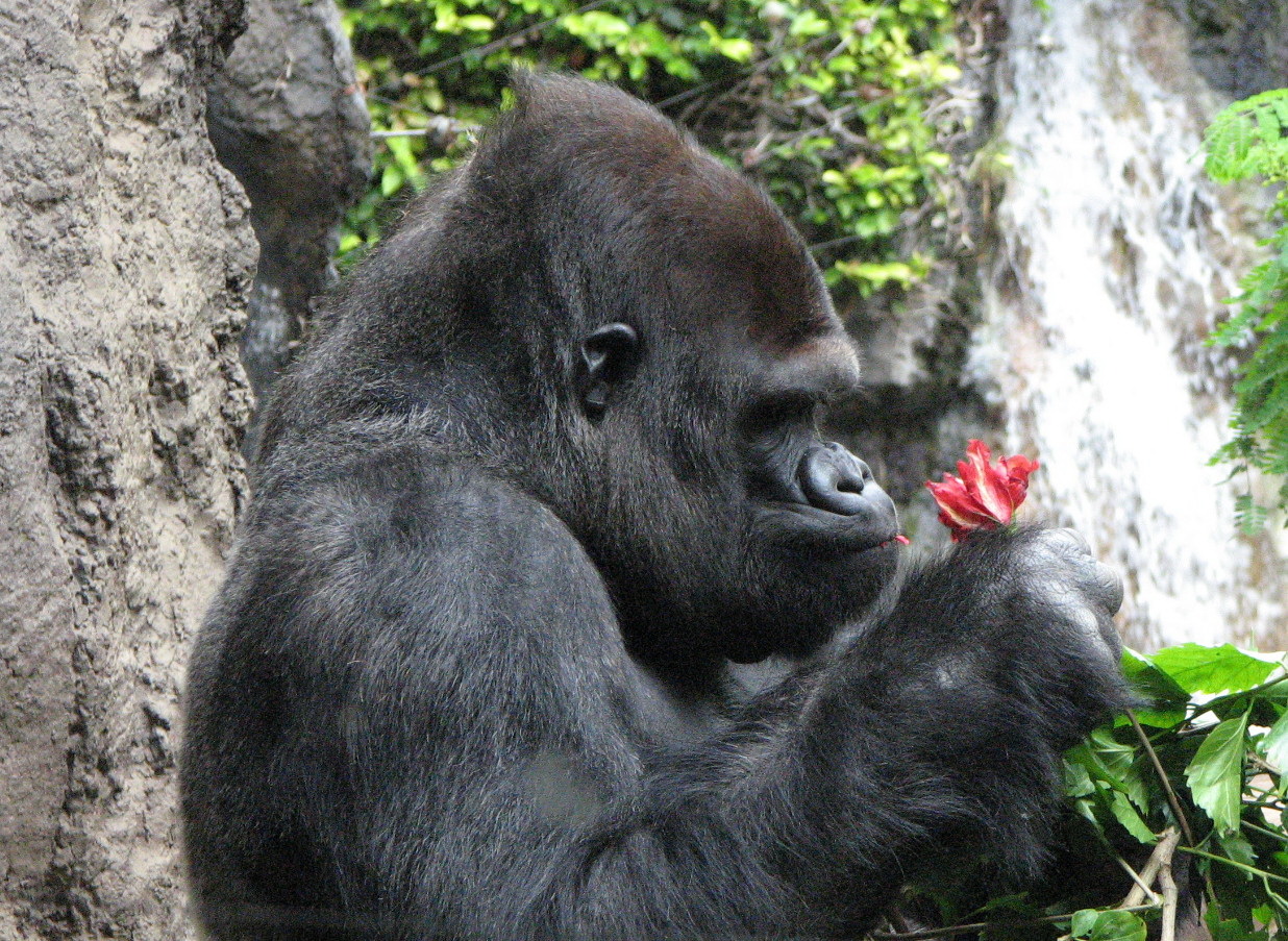 Gorilla mit Blüte