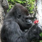 Gorilla mit Blüte