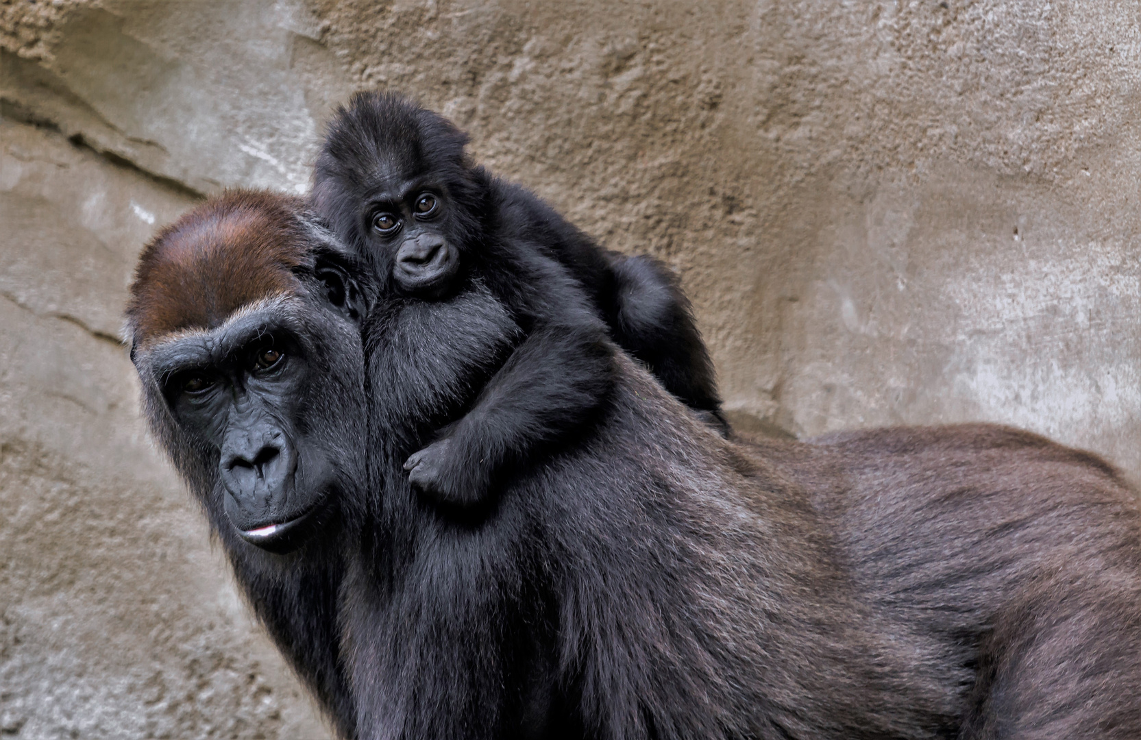 Gorilla mit Jungem auf dem Rücken 