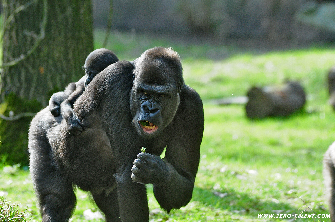 Gorilla mit Nachwuchs