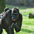 Gorilla mit Nachwuchs