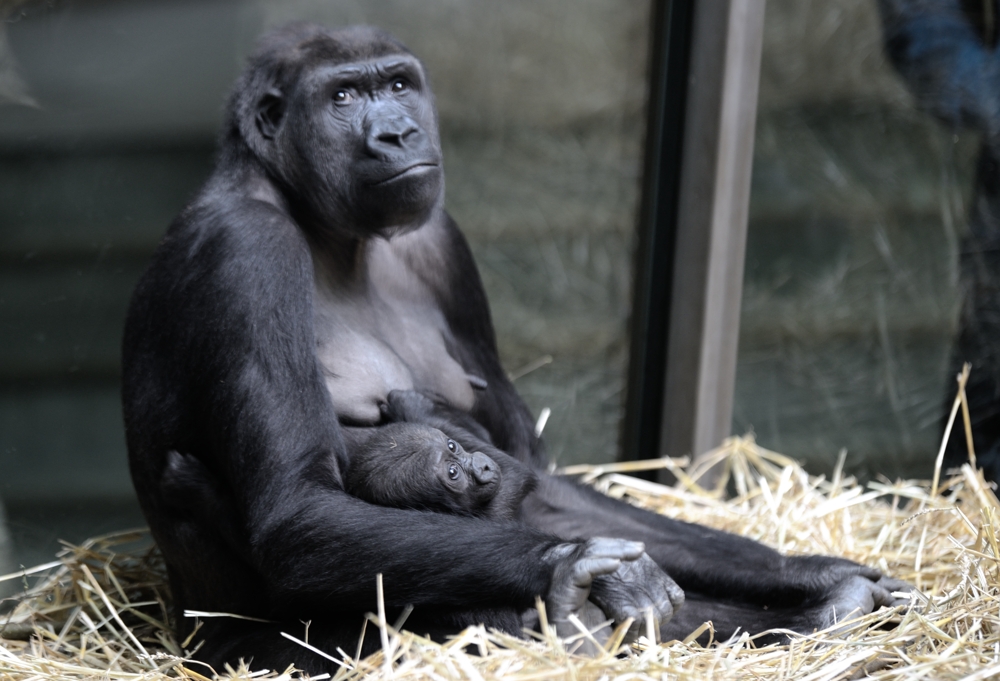 Gorilla mit Nachwuchs