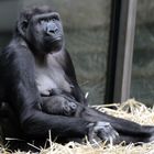 Gorilla mit Nachwuchs