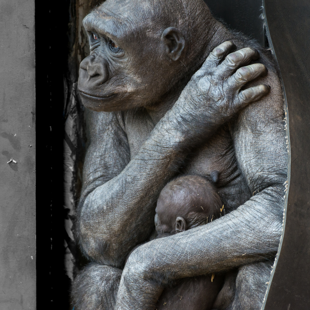 Gorilla mit Nachwuchs im Zoo in Calgary