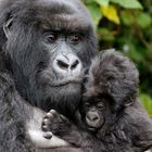 Gorilla mit zwei Wochen altem Baby