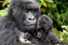 Gorilla mit zwei Wochen altem Baby