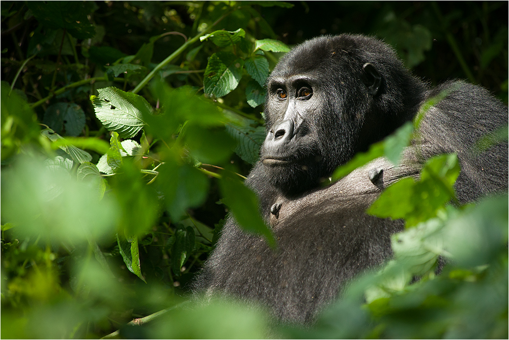 Gorilla Mom